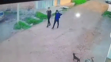 Video: Bị 2 thanh niên xua đuổi, chó con gọi "chó bố" ra dọa