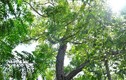 Loại lá hái từ cây sầu đâu, ở An Giang là hàng đặc sản
