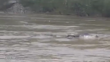 Video: Giành xác trâu, hai con cá sấu "đánh nhau" dữ dội