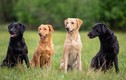Top 10 giống chó phổ biển nhất thế giới: Labrador đứng đầu 