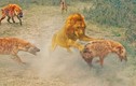 Video: Bị sư tử cắn ngang cổ, linh cẩu vẫn thoát chết thần kỳ