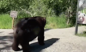 Video: Phản ứng của gấu khi gặp biển quảng cáo có hình đặc biệt