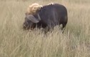 Video: Trâu rừng tung đòn hiểm, "hạ knock-out" sư tử đực  