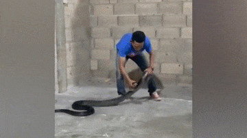 Video: Người đàn ông tóm gọn rắn hổ mang chúa khổng lồ dài 4 mét