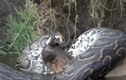 Video: Trăn "khủng" nuốt chửng linh dương bên bờ sông 