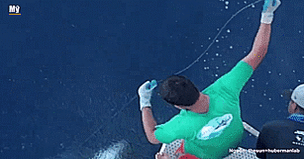 Video: Cá mập trắng khổng lồ lao lên khỏi mặt nước săn mồi