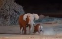 Video: Giao tranh ác liệt giữa hai gã khổng lồ voi và tê giác 