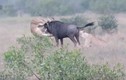 Video: Linh dương đầu bò húc thủng bụng sư tử, thoát chết khó tin