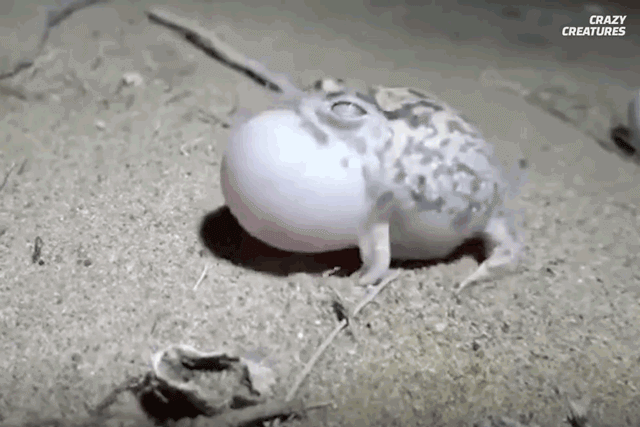 Video: Loài ếch có thân hình đáng yêu, tiếng kêu như chim hót