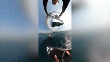 Video: Cá voi lưng gù bay khỏi mặt nước, hạ gục vận động viên lướt ván