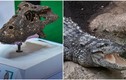 Hóa thạch cá sấu 230.000 năm tuổi từng được phát hiện ở Thái Lan