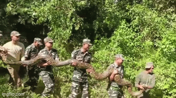 Video: 8 người đàn ông khiêng trăn khổng lồ tìm thấy trong ao làng