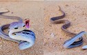 Việt Nam có loài rắn trông hung hăng nhưng mang lại lợi ích tuyệt vời 