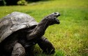 Con rùa già nhất thế giới vẫn sống thọ 191 tuổi