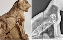 Xác ướp mặt chó được tìm thấy ở Ai Cập, phát hiện thứ đáng sợ 
