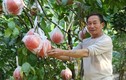 Nhiều người dân Hà Nội có thu nhập cao từ trồng một loại quả 