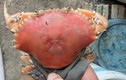 Cua biển sống có màu cam độc lạ như cua luộc