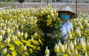 Vựa hoa lớn nhất xứ Thanh tất bật vụ Tết Nguyên đán 2024
