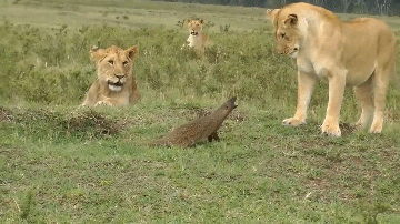 Video: Cầy mangut cả gan đối đầu bầy sư tử và cái kết 