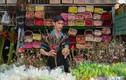 Đào Nhật Tân bày bán khắp chợ ở TP HCM
