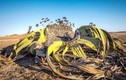 'Bạch tuộc lớn' sa mạc châu Phi tuổi thọ hàng nghìn năm