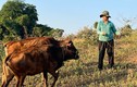 Lý do Lào Cai chứng thực vào tài liệu giả vụ cấp bò