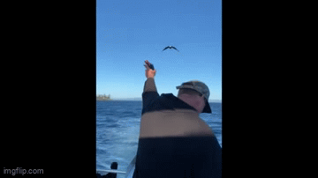 Khoảnh khắc chim đại bàng thông minh bắt mồi theo chỉ dẫn của ngư dân