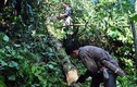 Khát vọng đổi đời cùng cây “đặc sản” trên đất Quế Phong