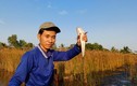 Sau Tết, nông dân Cà Mau thả câu bắt cá lóc đồng thu về nửa triệu/ngày