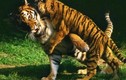 ‘Vén màn’ bí mật tại sao hổ không chết đói khi về già? 