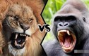 Tại sao hổ và sư tử không ăn thịt khỉ đột?