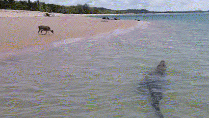 Video: Cá sấu rình rập chó đi dạo trên bãi biển
