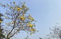 Hoa phong linh nở bung vàng rực góc trời Hà Nội