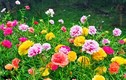 5 loại chậu hoa cây cảnh dễ trồng nở hoa quanh năm 