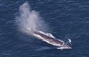 Loài cá voi lớn ngoài khơi New England có nguy cơ tuyệt chủng