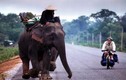 Thú nuôi voi độc nhất vô nhị của đại gia Lào