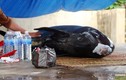 Bình Định: Cá voi dạt vào bờ nặng 7 tạ