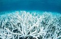 Kinh ngạc rặng san hô tuyệt đẹp ẩn dưới hố xanh giữa lòng đại dương