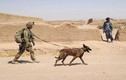 Thiếu chó nghiệp vụ, Quân đội Mỹ tính "nuôi" cả chó robot