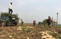 Hàng ngàn tấn củ cải phải đổ bỏ: Không thể cứ mãi giải cứu