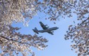 Tuyệt đẹp hình ảnh vận tải cơ C-130 bay trên rừng hoa anh đào
