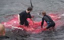 Video: Cảnh thảm sát 180 cá voi nhuộm đỏ vùng biển Đan Mạch