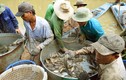 Kéo mỏi tay hàng chục tấn cá đồng ăn Tết ở 'túi cá' U Minh Hạ