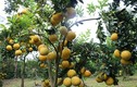 Gái đảm thu tiền tỷ nhờ trồng thập cẩm các cây ra quả bán Tết
