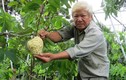 Lão nông với vườn mãng cầu dai cho trái 'khổng lồ'