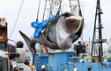 Mùa săn cá voi đầu tiên sau 31 năm của Nhật Bản