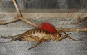 'Trố mắt' những côn trùng kì quái tồn tại trên trái đất