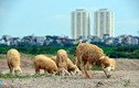 Ngắm đàn cừu nhởn nhơ ở vùng ven Hà Nội 
