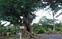 Tận mắt “cụ” cây kỳ lạ như rắn khổng lồ cuộn chặt