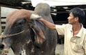 Cận cảnh cặp bò khủng nặng bằng voi ở Quảng Ngãi